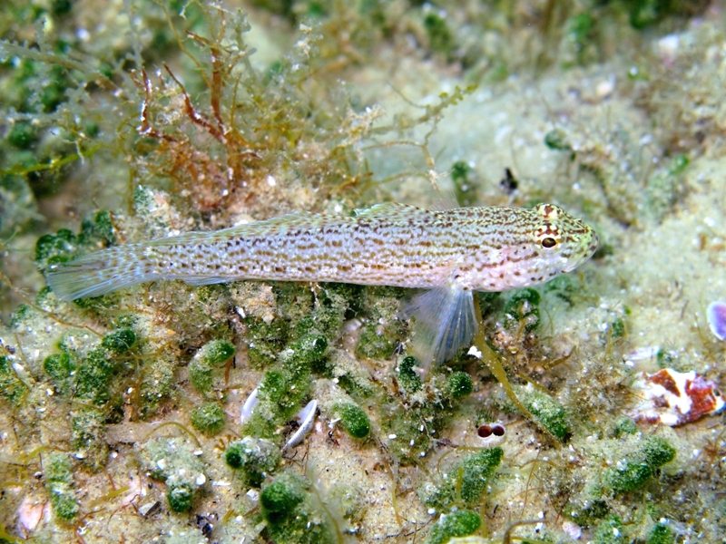 Gobius fallax (Sarato, 1889)